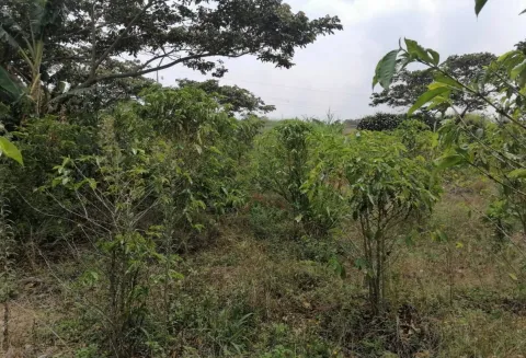 Finca en venta en Grecia, Alajuela – foto 5