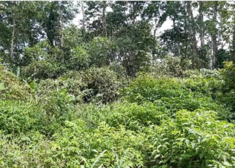 Finca en venta en Río Blanco, Limón, Limón – foto 4