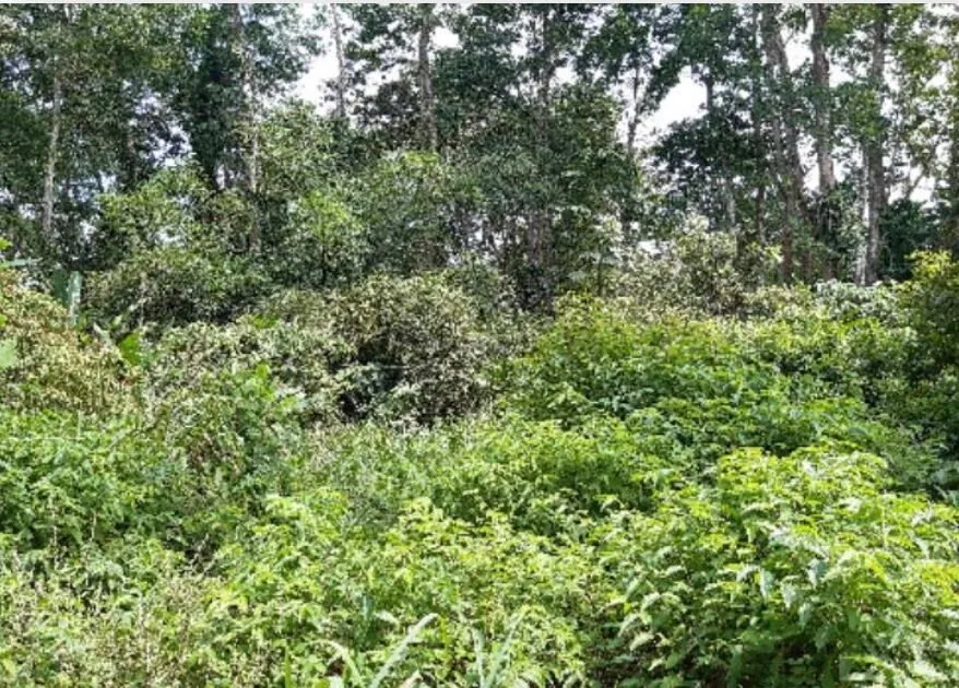 Finca en venta en Río Blanco, Limón, Limón – foto 4