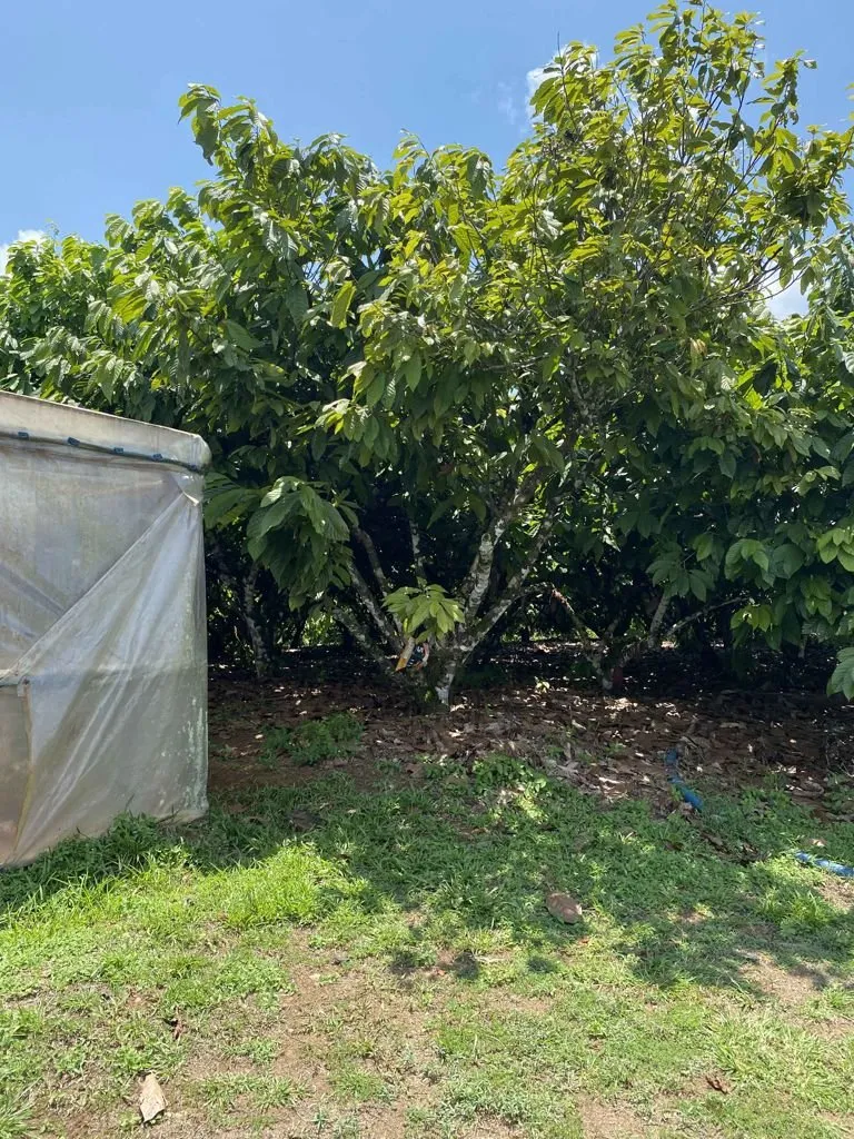 Finca en venta en San Carlos, Alajuela – foto 6