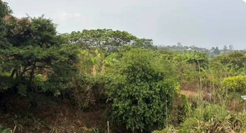 Finca en venta en Grecia, Alajuela – Finca en San Isidro, Grecia