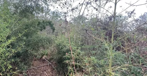 Lote en venta en Naranjo, Alajuela – foto 2