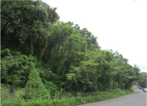 Finca en venta en Esparza, Puntarenas – Lote en Esparza Puntarenas