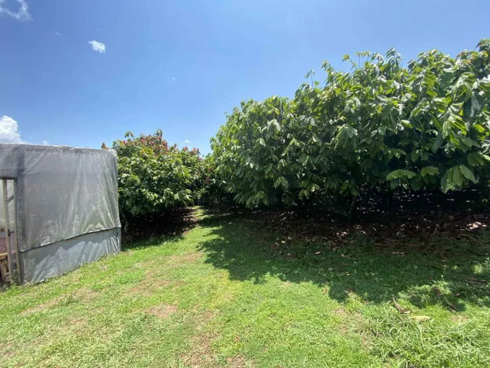 Finca en venta en San Carlos, Alajuela – foto 4