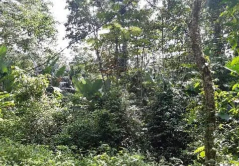 Finca en venta en Río Blanco, Limón, Limón – foto 3