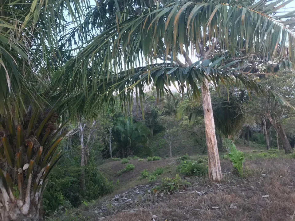Finca en venta en Parrita, Puntarenas – foto 40
