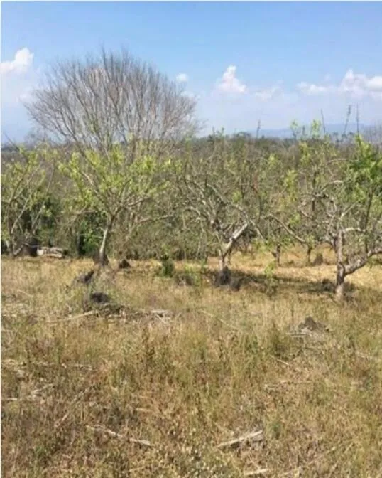 Lote en venta en Puntarenas, Puntarenas, Puntarenas – foto 2