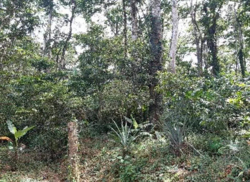 Finca en venta en Río Blanco, Limón, Limón – foto 5