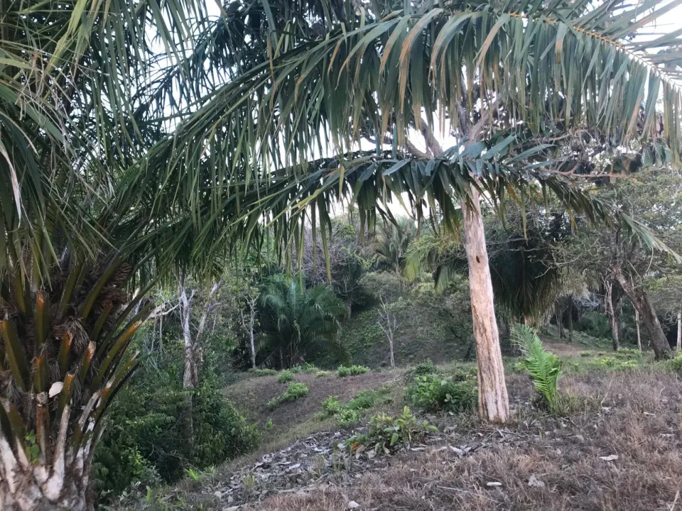 Finca en venta en Parrita, Puntarenas – foto 39