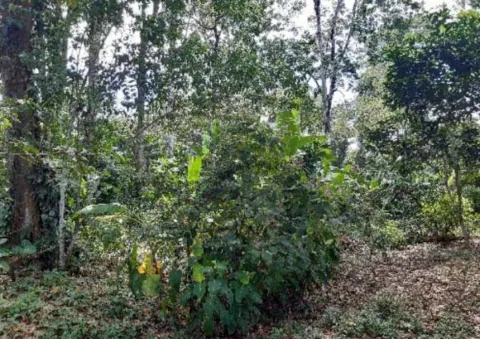 Finca en venta en Río Blanco, Limón, Limón – foto 2