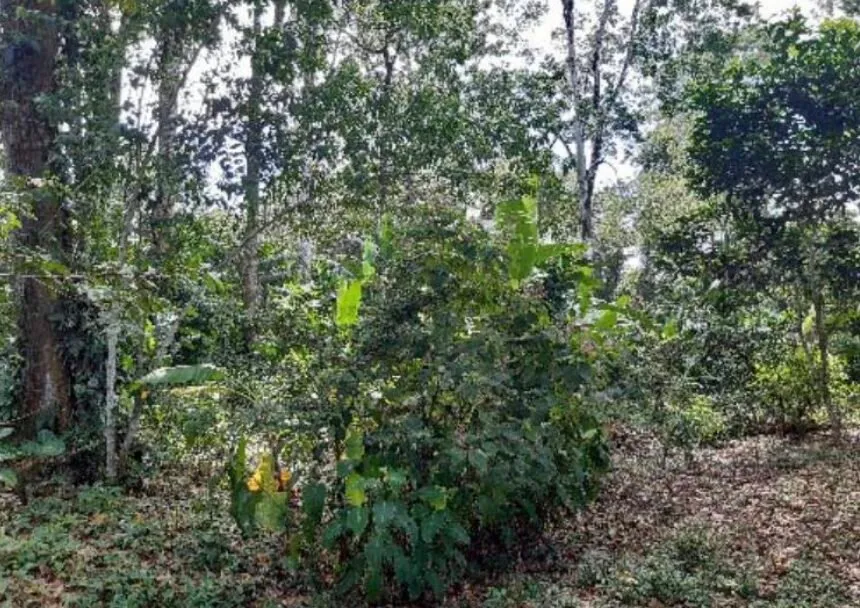 Finca en venta en Río Blanco, Limón, Limón – foto 2