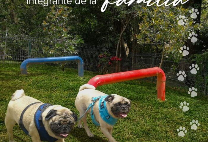 59746466_2250137421925959_4852628615671578624_n