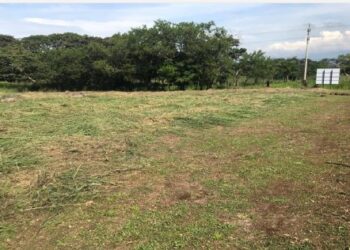 Coyol 2